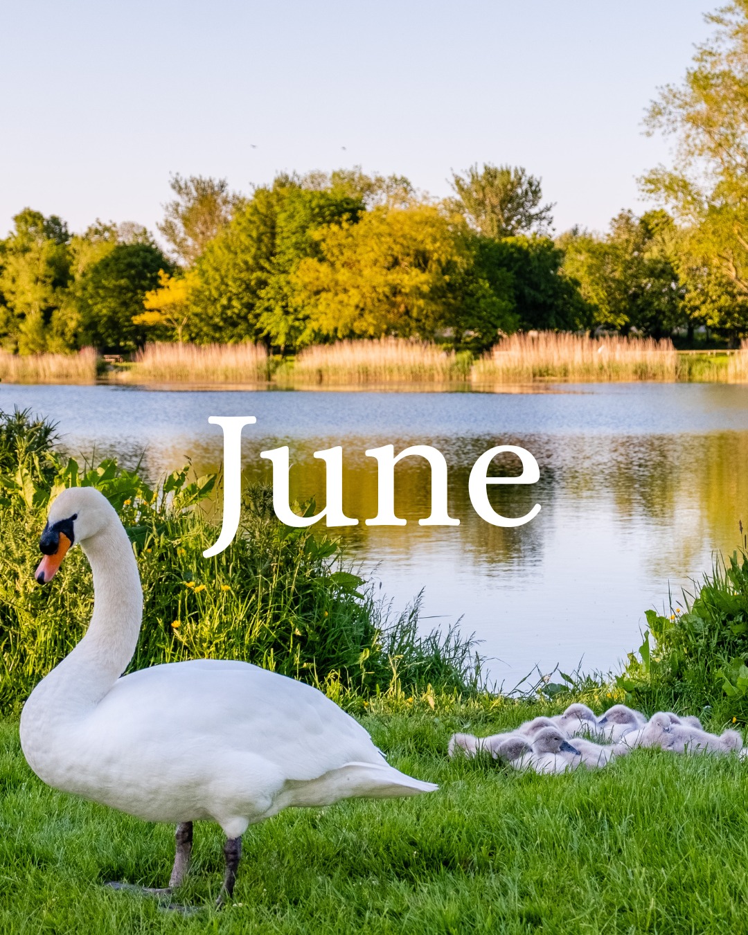 🌞 Hello June! 🌞

A new month has arrived and summer is officially on the way in Thurles! Longer evenings, local events, festivals, markets, and plenty happening across the community ☀️

We would love to help share what’s going on.

👉 Got an upcoming event, fundraiser, class, or local story? Send it our way!

DM us, tag us, or submit directly through our Connection Hub to be featured on our Events, Community Noticeboard, or Business Directory.

Let’s keep Thurles connected, active, and full of life this June 💛