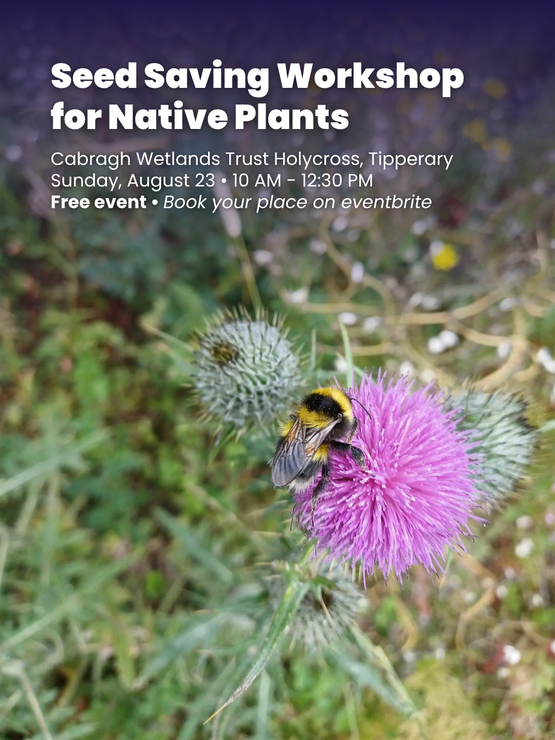 Seed Saving Workshop for Native Plants – Cabragh Wetlands

Celebrating Heritage Week with a wonderful hands-on workshop, delivered by Aoife Munn and supported by Tipperary County Council 🌾

Learn how to gather, prepare, and save seeds to help create thriving native habitats, and take home your own free seeds too!

You will cover:
🌿 Local biodiversity & why seed saving matters
🌿 Identifying native Irish plants worth collecting from
🌿 Knowing when seeds are ripe & how to clean, dry and store them properly
🌿 The legal and ethical side of seed collecting

You will leave with several packets of seed you have cleaned and labelled yourself, a lovely, practical way to connect with nature 🌼

🗓️ Sunday, 23rd August
⏰ 10am – 12:30pm
📍 Cabragh Wetlands Trust, Holycross, Tipperary
🎟️ Free – tickets via Eventbrite 

A brilliant one for nature lovers, gardeners, and anyone keen to learn a new skill this Heritage Week 💚

Booking link: https://www.eventbrite.ie/e/seed-saving-workshop-for-native-plants-tickets-1994937700364?aff=oddtdtcreator